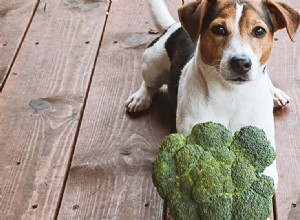 I cani possono assaggiare i broccoli?