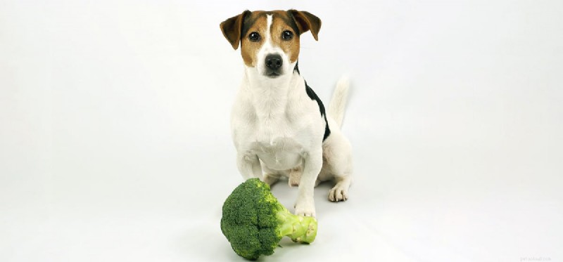 Os cães podem provar brócolis?