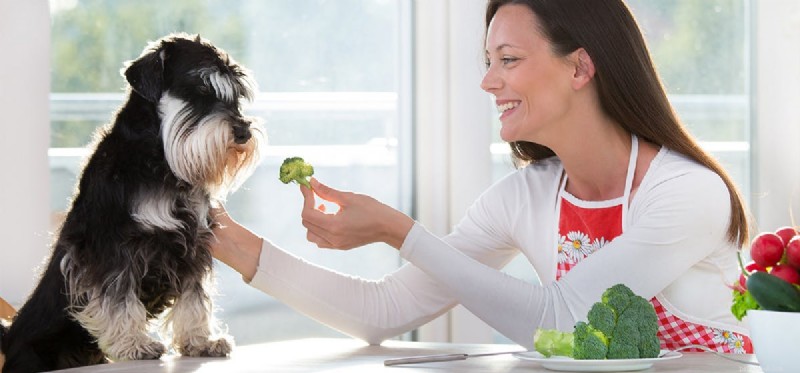 Os cães podem provar brócolis?