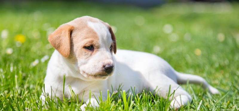 I cani possono assaggiare i cavoletti di Bruxelles?