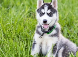 犬は芽キャベツを味わうことができますか?