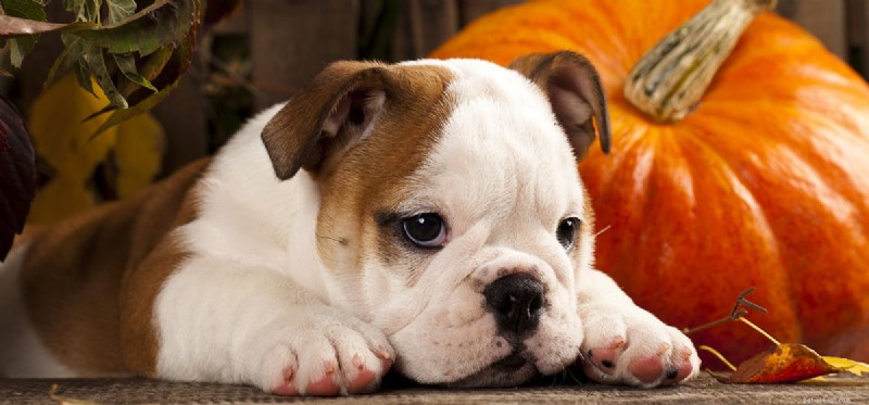 Kunnen honden butternutpompoen proeven?