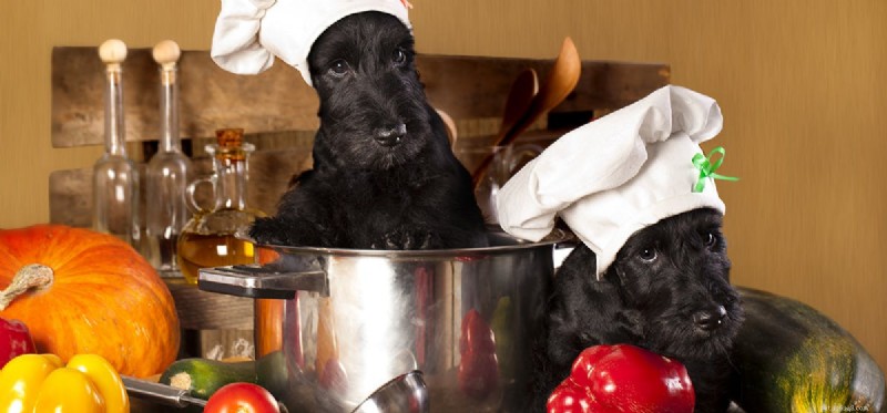 Kunnen honden butternutpompoen proeven?