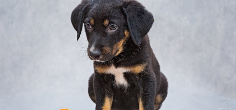 Os cães podem provar melão?