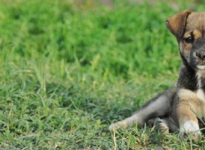 犬はマスクメロンを味わうことができますか?