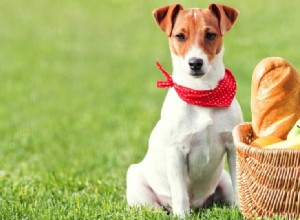 犬はチーズを味わうことができますか?