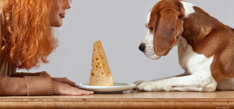 Os cães podem provar queijo?