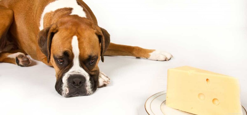 Os cães podem provar queijo?