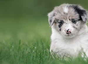 犬はサクランボを味わうことができますか?