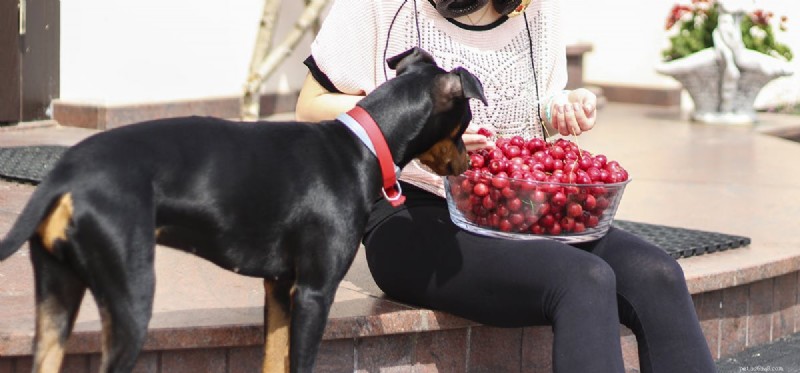 Os cães podem provar cerejas?