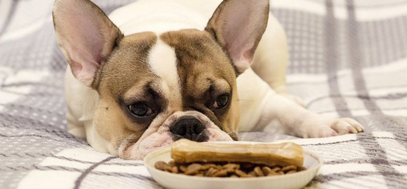 Kunnen honden taai voedsel proeven?