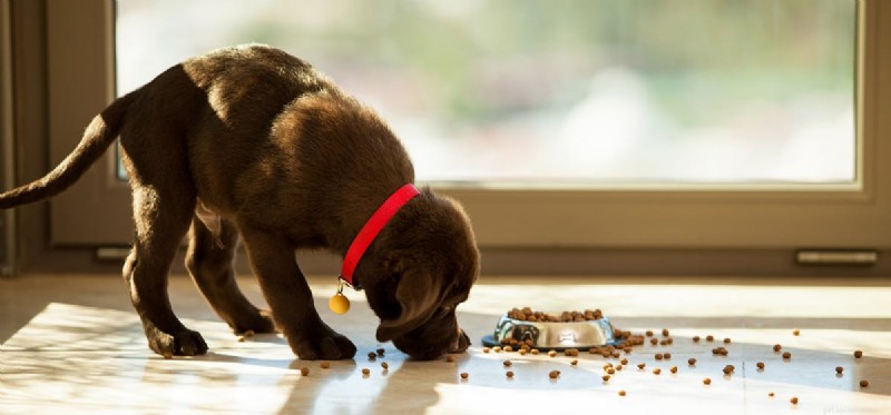 Kunnen honden taai voedsel proeven?