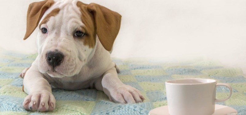 Os cães podem provar café?