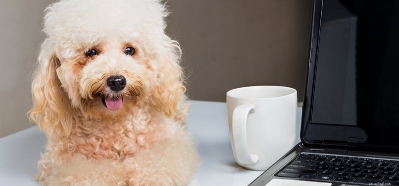 I cani possono assaggiare il caffè?