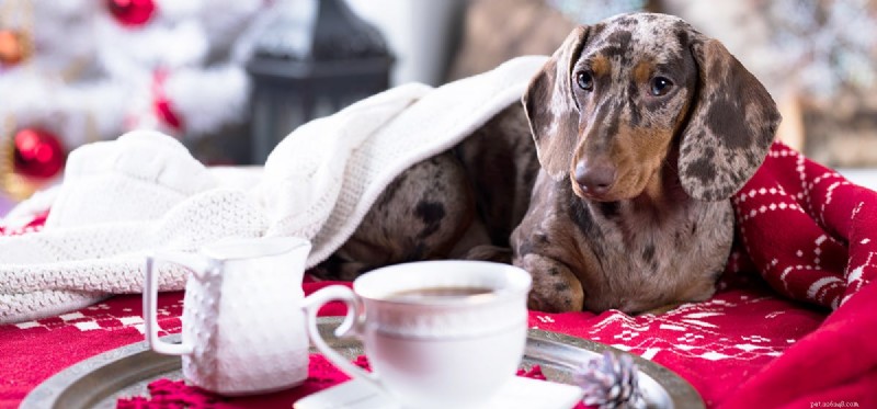 犬はコーヒーを味わうことができますか?