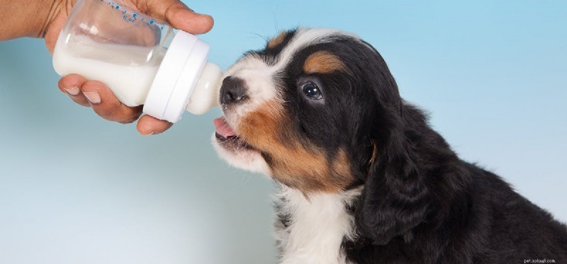 Os cães podem provar leite de vaca?