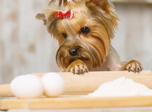 犬は卵料理を味わうことができますか?