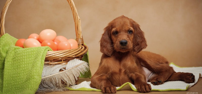 I cani possono assaggiare il cibo a base di uova?