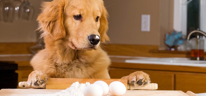 Kan hundar smaka äggmat?