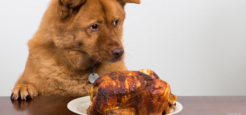 Kunnen honden vettig voedsel proeven?
