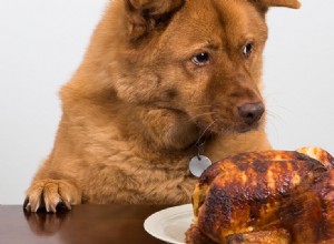 犬は脂肪の多い食べ物を味わうことができますか?