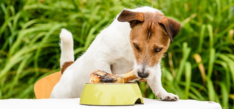 Os cães podem provar comida gordurosa?