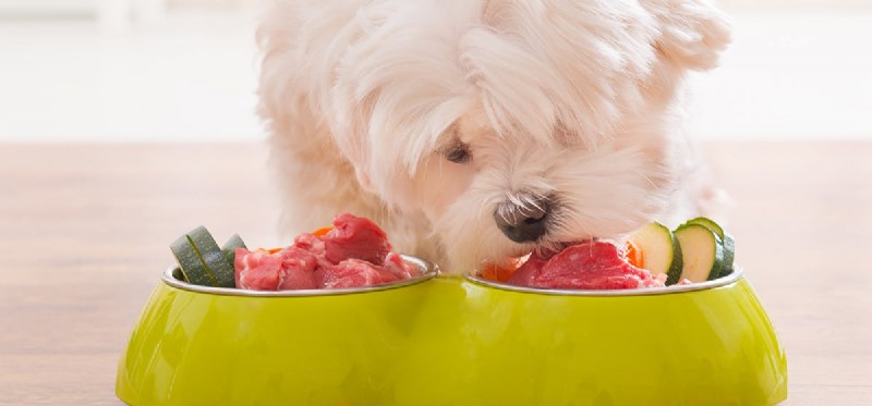 Kunnen honden vettig voedsel proeven?