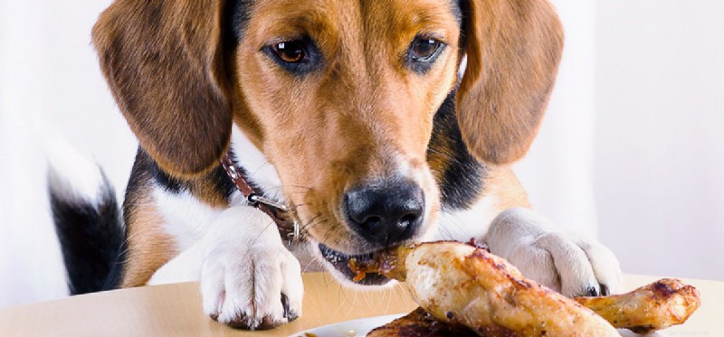 Kan hundar smaka på fet mat?
