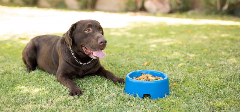 I cani possono assaggiare il cibo fermentato?