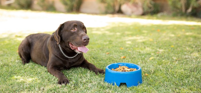 Kunnen honden vurig voedsel proeven?