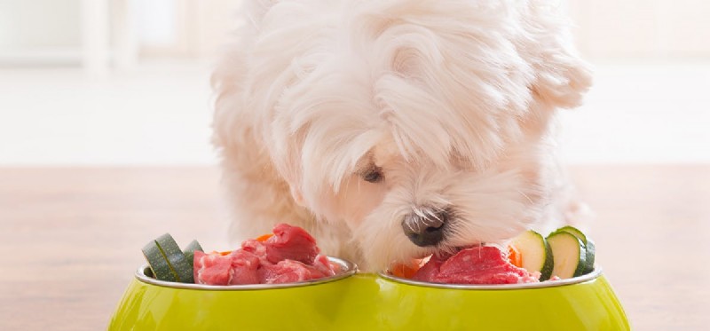 Os cães podem sentir o gosto de comida picante?