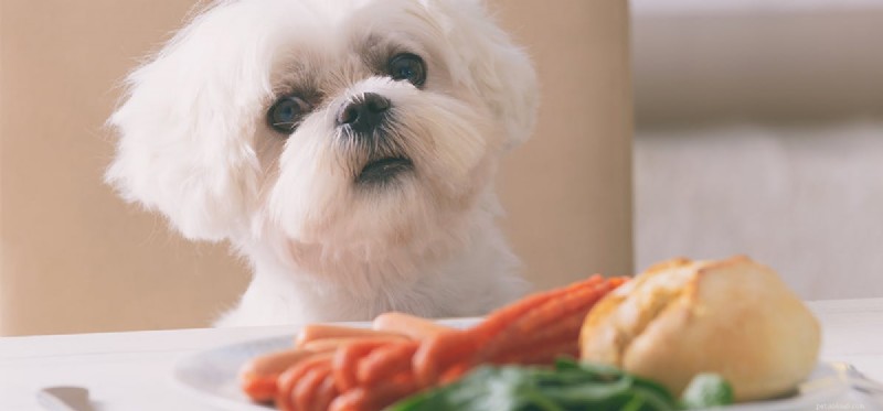 Os cães podem sentir o gosto de comida picante?