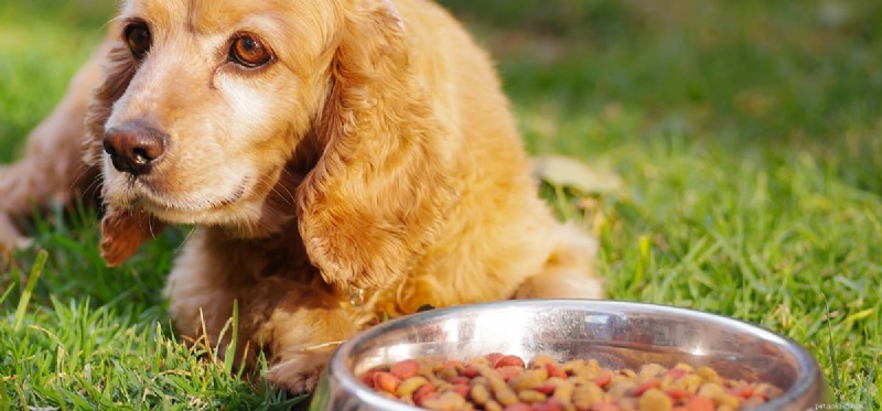 犬は燃えるような食べ物を味わうことができますか?