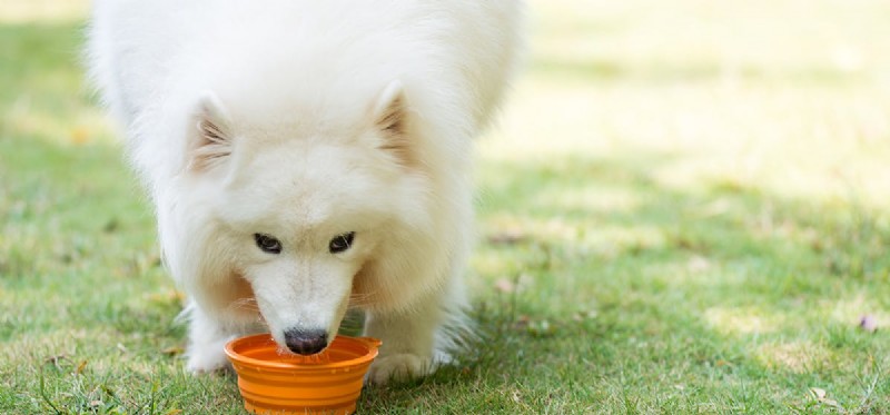 Os cães podem provar comida de peixe?
