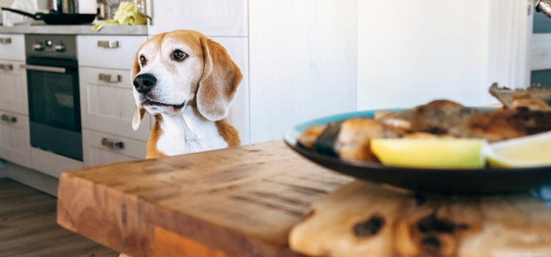 Kunnen honden visachtig voedsel proeven?