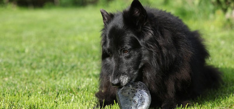 Les chiens peuvent-ils goûter la nourriture à base de poisson ?