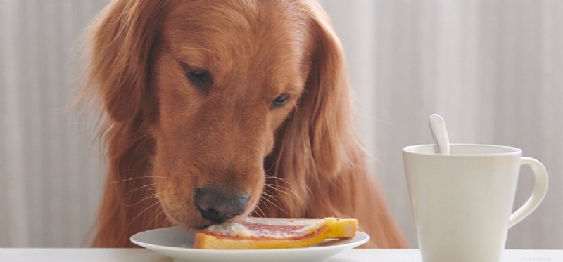 Os cães podem provar comida quente?