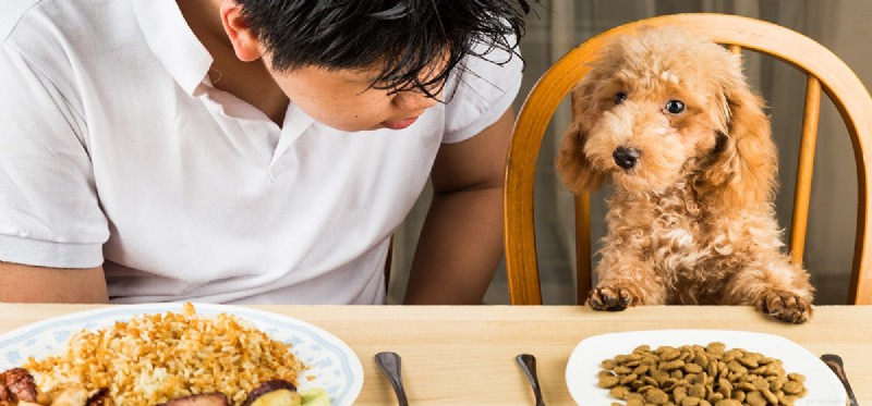 Os cães podem provar comida quente?