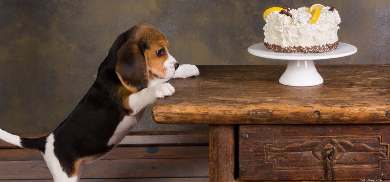 Můžou psi ochutnat lidské jídlo?