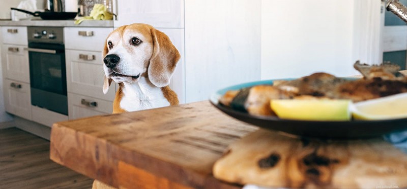 I cani possono assaggiare il cibo umano?