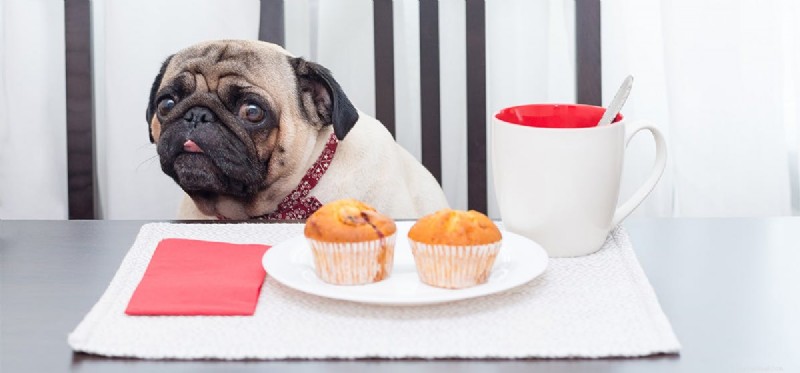 I cani possono assaggiare il cibo umano?