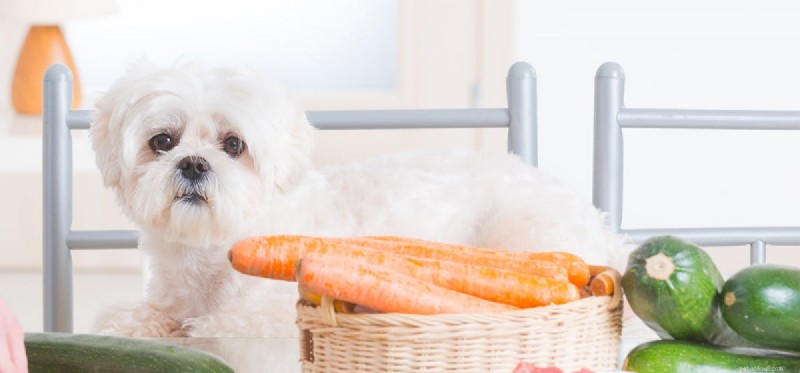 Kunnen honden menselijke voeding proeven?
