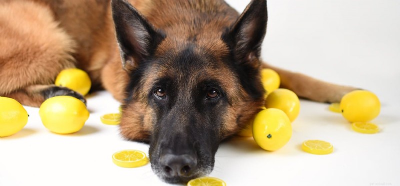 Kunnen honden citroenachtig eten proeven?