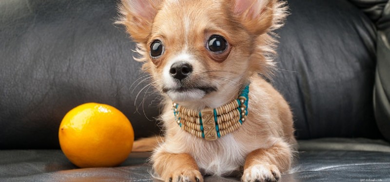 Kan hundar smaka citronmat?