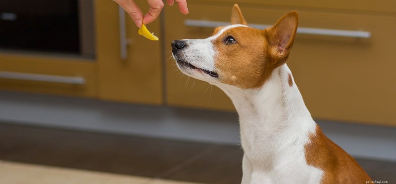개가 레몬 음식을 맛볼 수 있습니까?