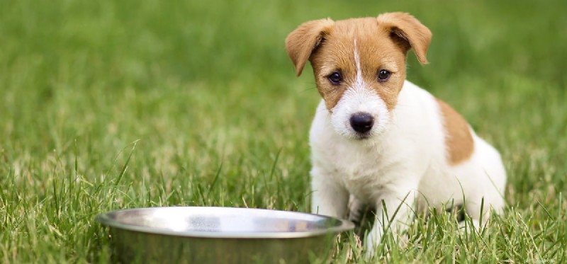 개가 으깬 음식을 맛볼 수 있습니까?