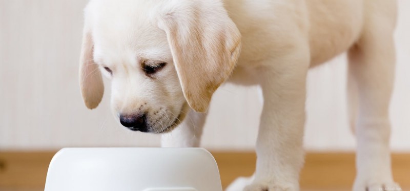 Kunnen honden puree proeven?