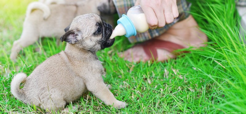 Kunnen honden melk proeven?