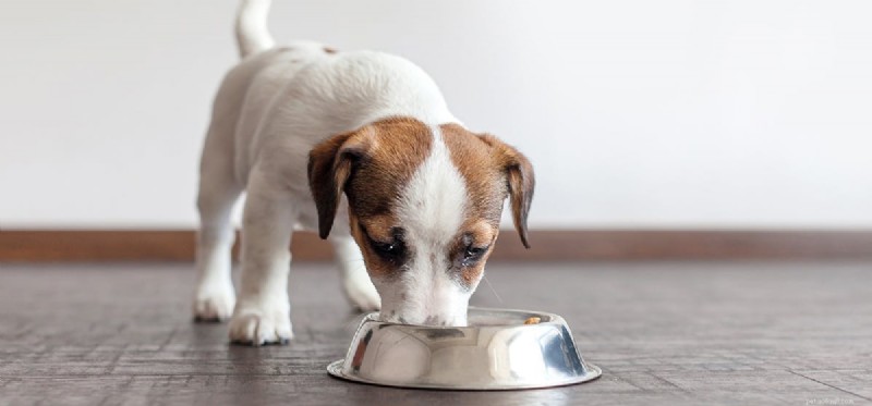 Kan hundar smaka fuktig mat?