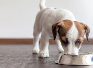 犬は湿った食べ物を味わうことができますか?